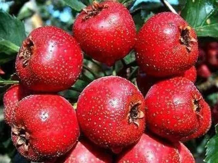 连南特产:猴头菇,无核山楂果,无花果,山菊花,红薯干,萝卜干,百合,蜜枣